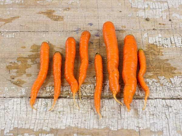 Photo of Carrot (Daucus carota var. sativus 'Little Fingers') uploaded by Joy