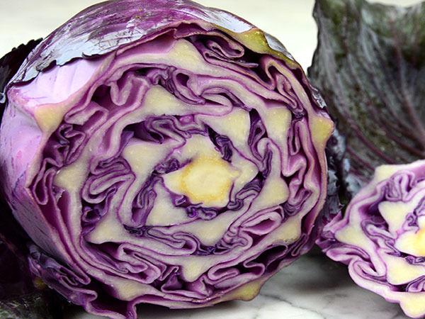 Photo of Cabbage (Brassica oleracea var. capitata 'Red Express') uploaded by Joy