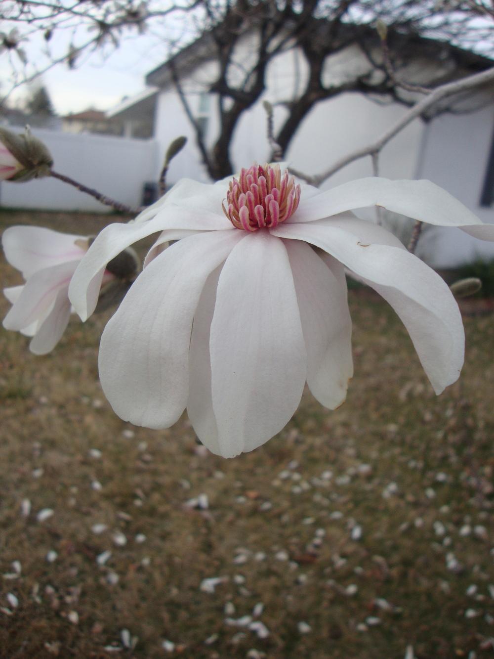 Photo of Star Magnolia (Magnolia stellata) uploaded by Paul2032