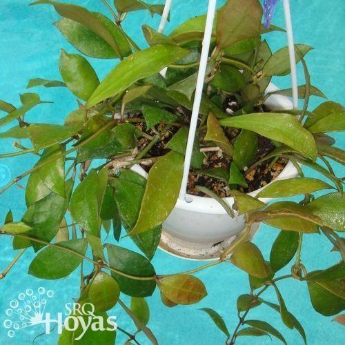 Photo of Wax Plant (Hoya walliniana) uploaded by SRQHoyas