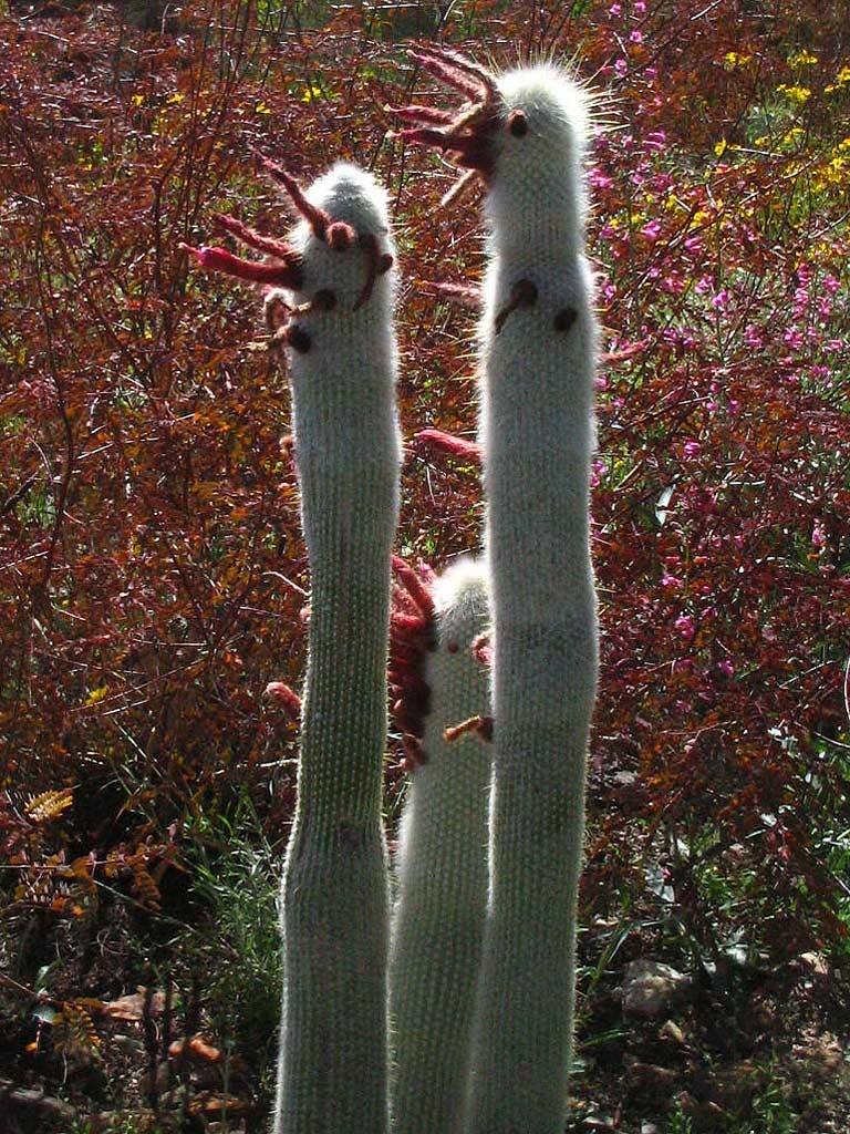 Photo of Silver Torch (Borzicactus strausii) uploaded by admin