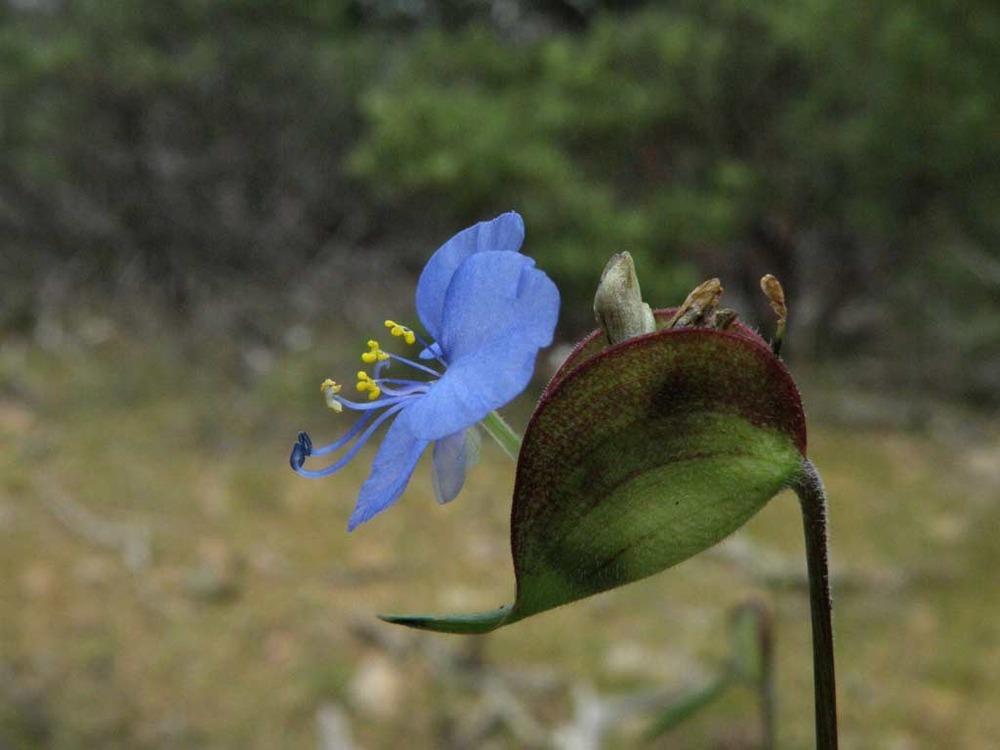 Photo of Day flower (Commelina erecta) uploaded by admin