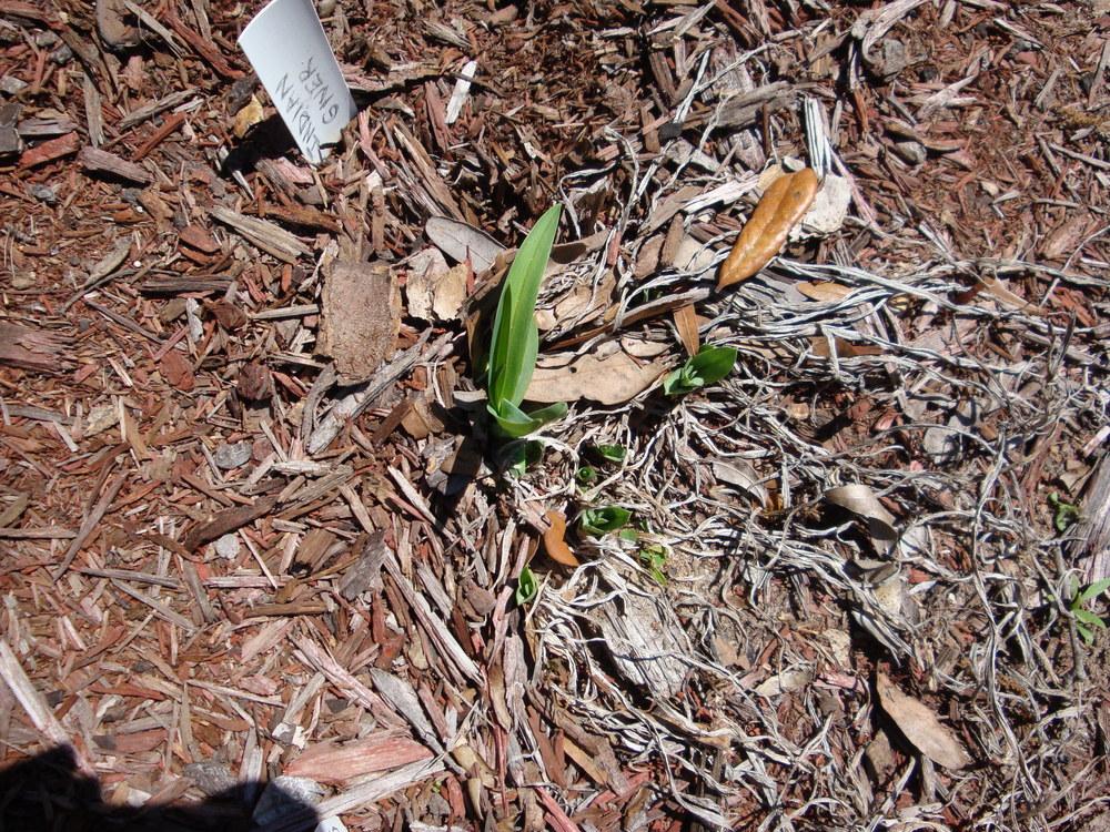 Photo of Daylily (Hemerocallis 'Indian Giver') uploaded by flaflwrgrl