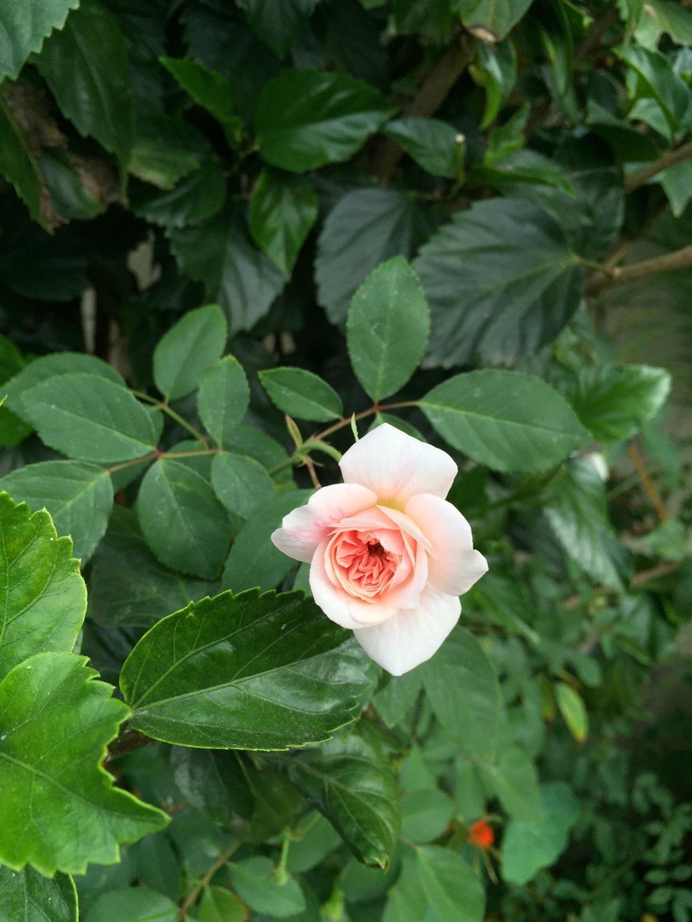Photo of Climbing Polyantha Rose (Rosa 'Cecile Brunner, Cl.') uploaded by mattmackay22