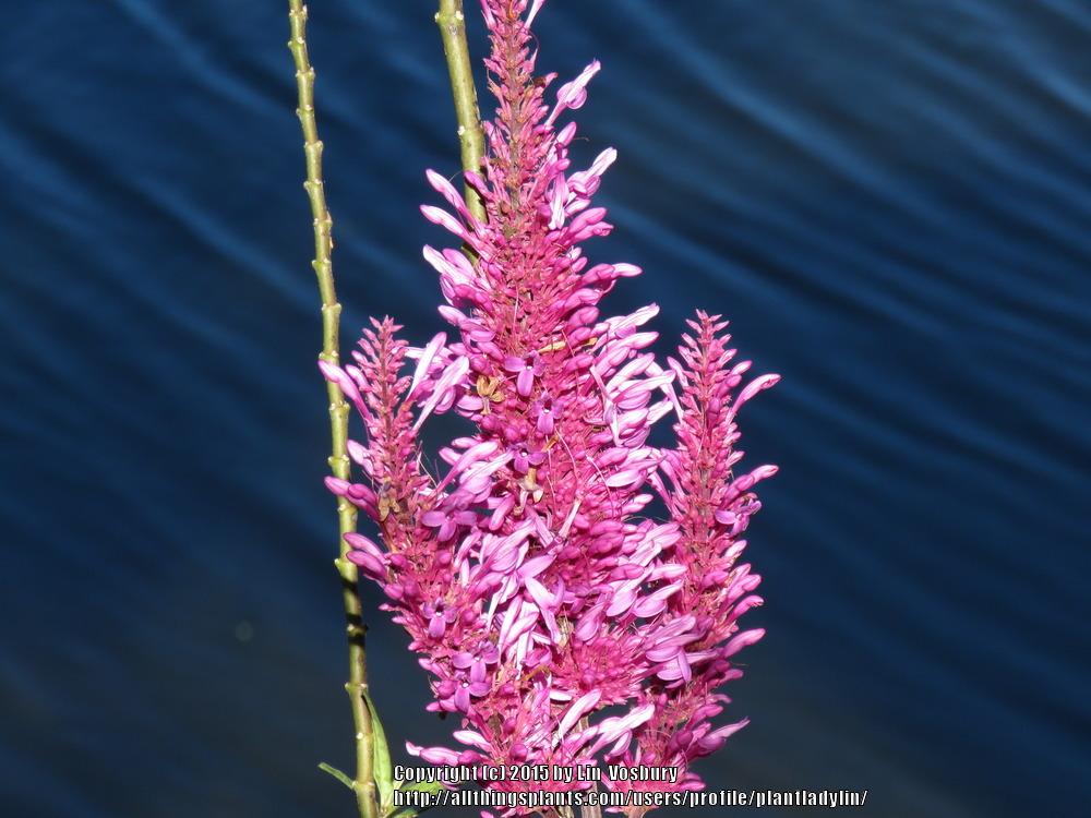 Photo of Purple Firespike (Odontonema callistachyum) uploaded by plantladylin