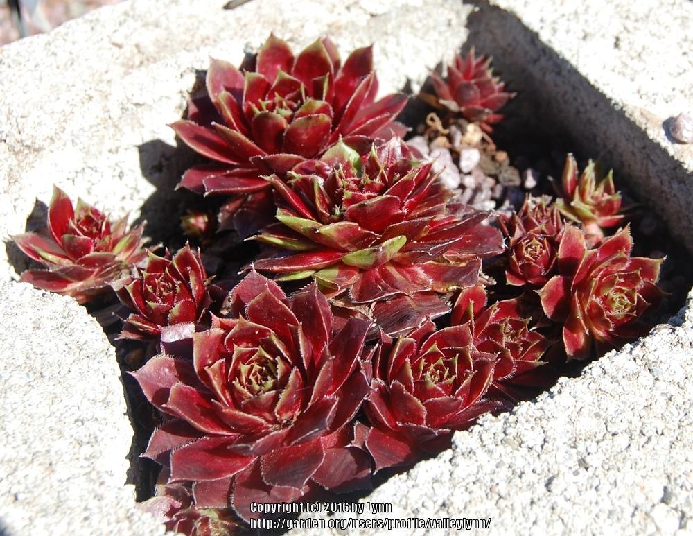 Photo of Hen and Chick (Sempervivum 'Red Lion Variegated') uploaded by valleylynn