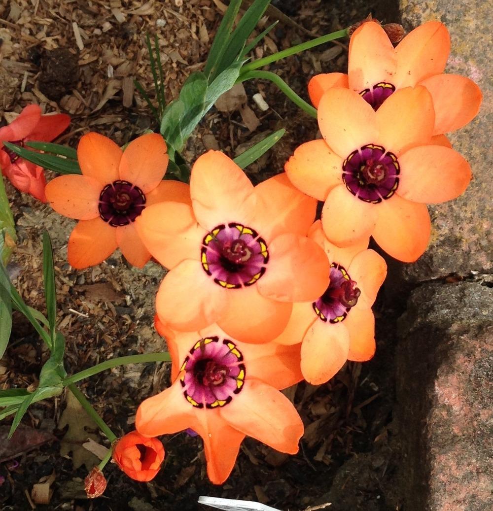 Photo of Cape Buttercup (Sparaxis elegans) uploaded by HamiltonSquare