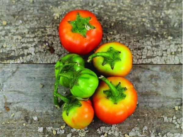Photo of Cannibal's Tomato (Solanum uporo) uploaded by Joy
