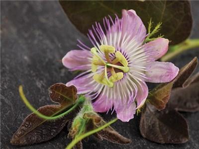 Photo of Passion Vine (Passiflora foetida) uploaded by Joy