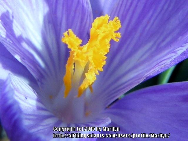 Photo of Crocus uploaded by Marilyn
