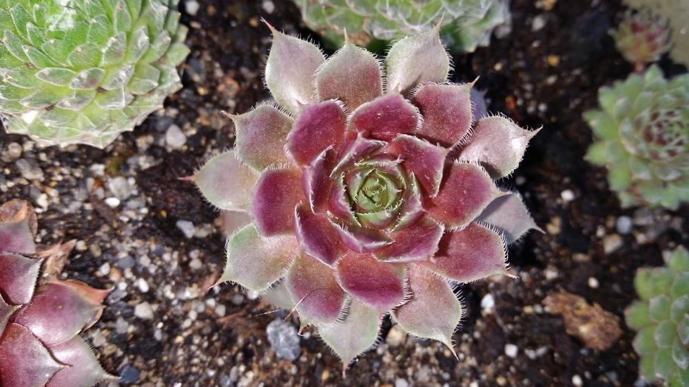 Photo of Hen and Chicks (Sempervivum 'Lipari') uploaded by Paddy