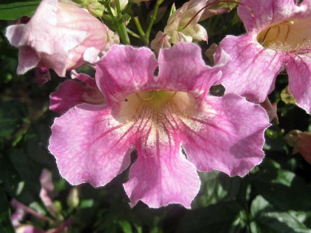 Photo of Pink Trumpet Vine (Podranea ricasoliana) uploaded by admin