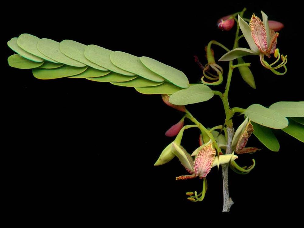 Photo of Tamarind (Tamarindus indica) uploaded by admin