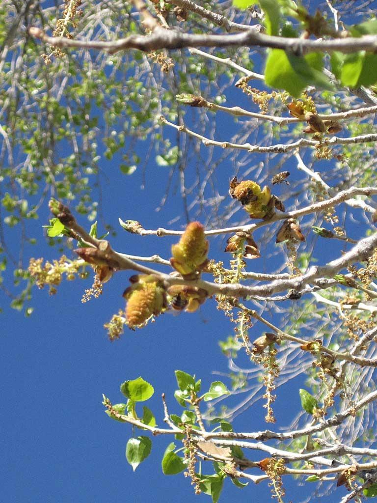 Photo of Fremont Cottonwood (Populus fremontii) uploaded by admin