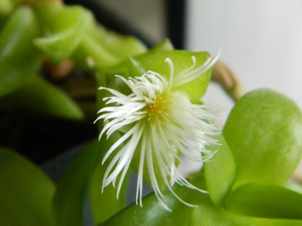 Photo of Kanna (Mesembryanthemum tortuosum) uploaded by wildflowers