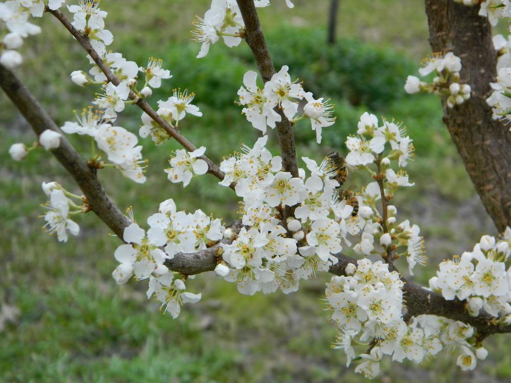 Photo of Japanese Plum (Prunus salicina 'Santa Rosa') uploaded by wildflowers
