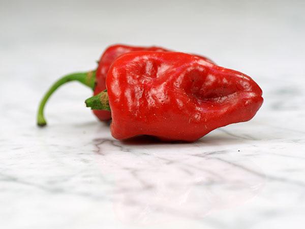 Photo of Chili Pepper (Capsicum annuum 'Poblano') uploaded by Joy