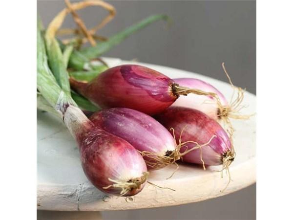 Photo of Bunching Onion (Allium fistulosum 'Red of Florence') uploaded by Joy