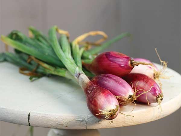Photo of Bunching Onion (Allium fistulosum 'Red of Florence') uploaded by Joy