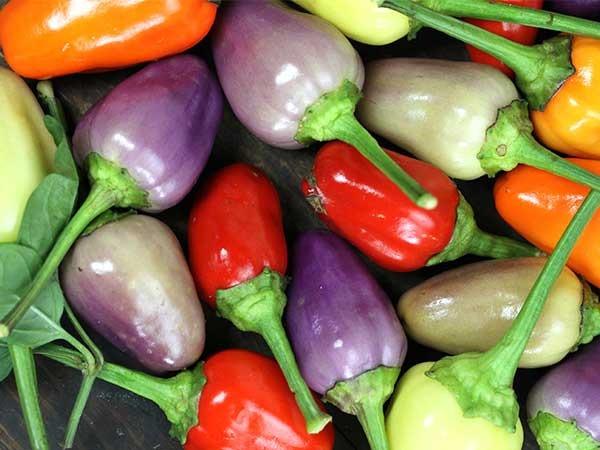 Photo of Ornamental Pepper (Capsicum annuum 'Chinese Five Color') uploaded by Joy