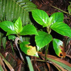 Location: Kulani Forest, Hawai'i Island.
Date: 4, 2011
Plant in wet forest.