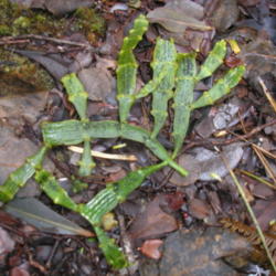 Location: Kulani Forest, Hawai'i Island
Date: 4, 2011
Plant in wet forest.