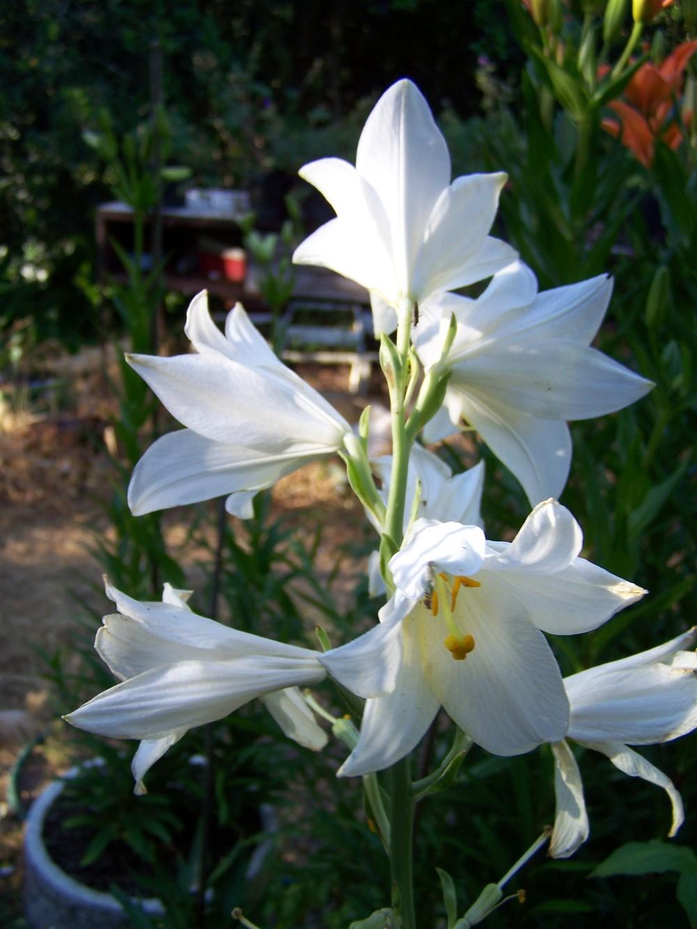 Photo of Lily (Lilium candidum) uploaded by Mutisia