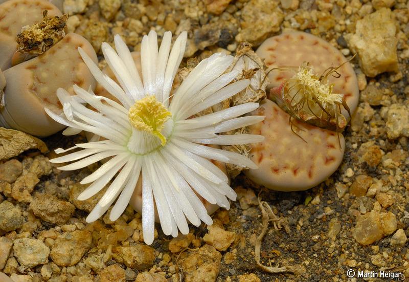 Photo of Living Stones (Lithops) uploaded by admin
