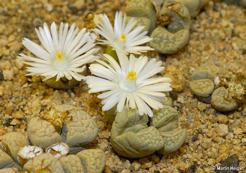Photo of Living Stones (Lithops) uploaded by admin