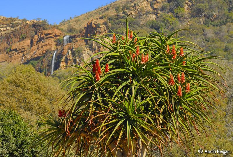 Photo of Giant Tree Aloe (Aloidendron barberae) uploaded by admin