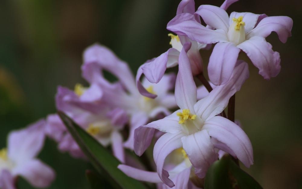 Photo of Glory of the snow (Scilla forbesii 'Pink Giant') uploaded by evermoredorphins