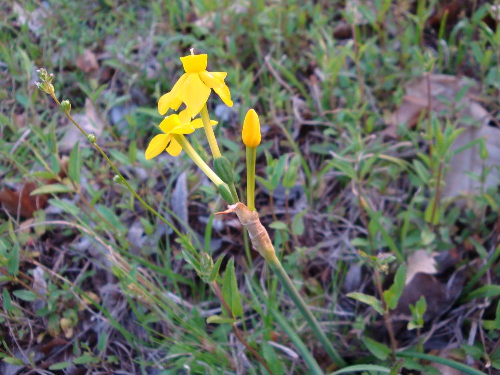 Photo of Species Daffodil (Narcissus jonquilla) uploaded by flaflwrgrl