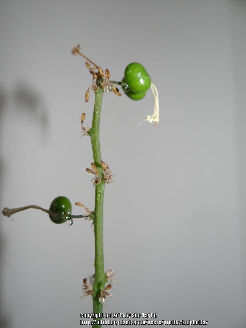 Photo of Sansevieria (Dracaena pearsonii) uploaded by kniphofia