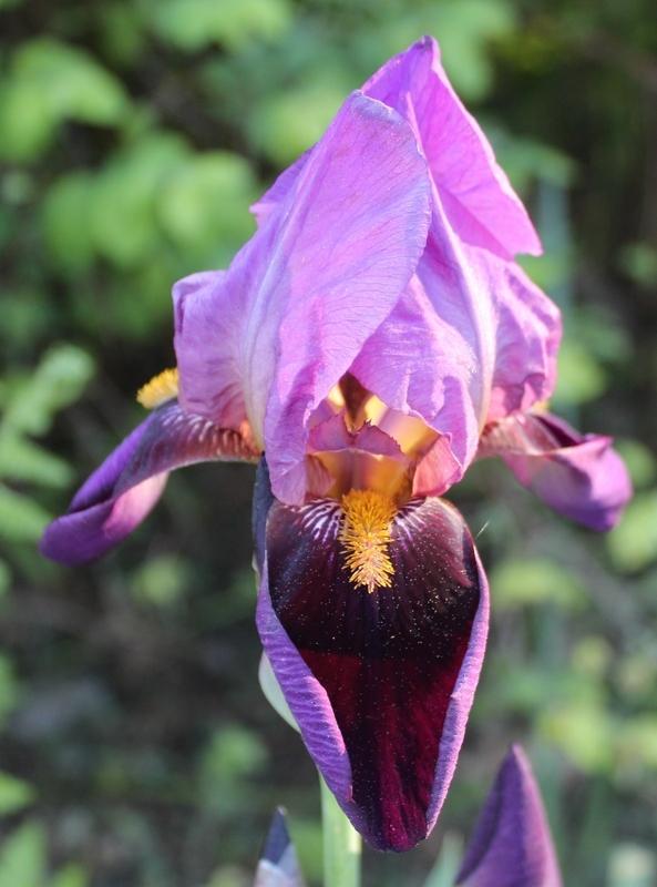 Photo of Tall Bearded Iris (Iris 'Cameroun') uploaded by Calif_Sue