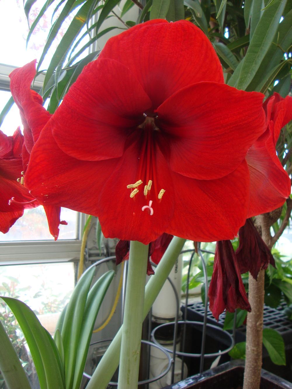 Photo of Amaryllis (Hippeastrum 'Red Lion') uploaded by Paul2032
