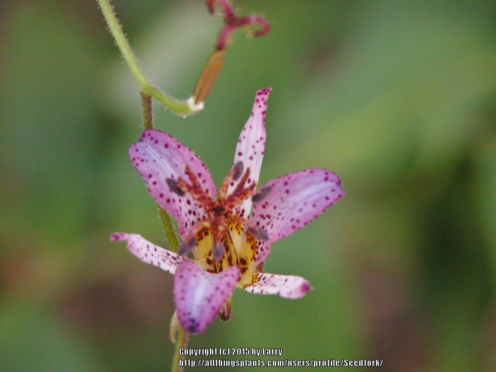 Photo of Japanese Toad Lily (Tricyrtis hirta) uploaded by Seedfork