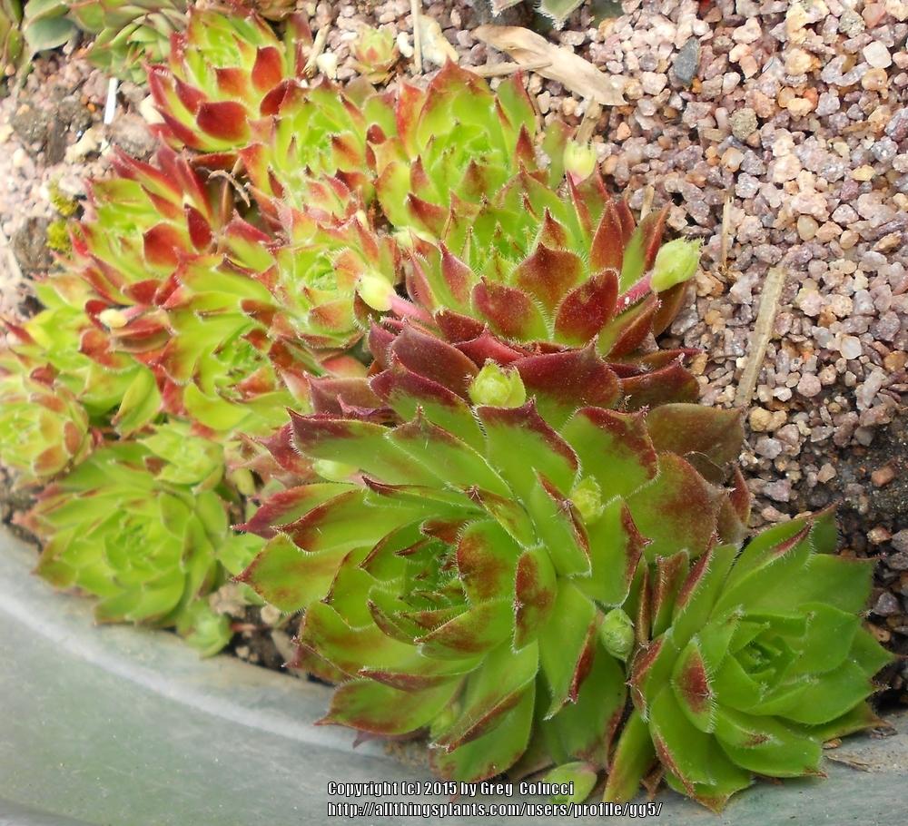 Photo of Hen and Chicks (Sempervivum 'Sioux') uploaded by gg5