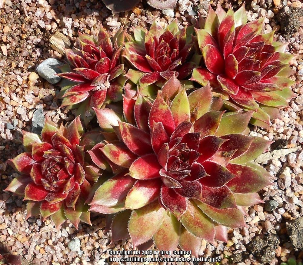 Photo of Hen and Chicks (Sempervivum 'Fuego') uploaded by gg5