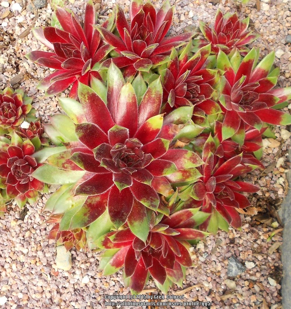Photo of Hen and Chicks (Sempervivum 'Royal Ruby') uploaded by gg5