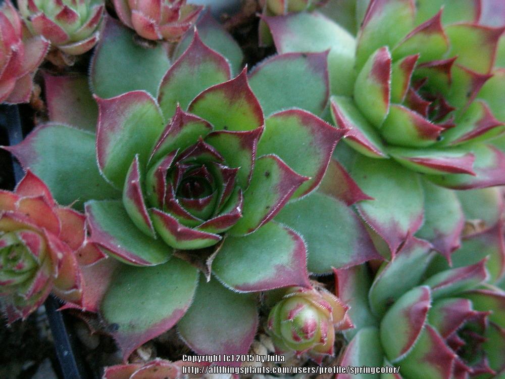 Photo of Hen and Chicks (Sempervivum 'Doll's Garden') uploaded by springcolor