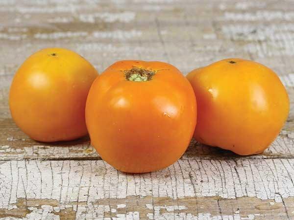 Photo of Tomato (Solanum lycopersicum 'Jubilee') uploaded by Joy