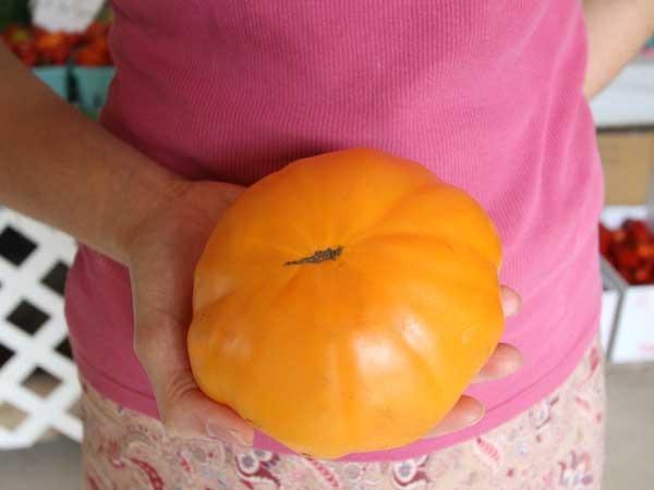 Photo of Tomato (Solanum lycopersicum 'Amana Orange') uploaded by Joy