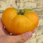  Photo Courtesy of Baker Creek Heirloom Seeds. Used with permissi