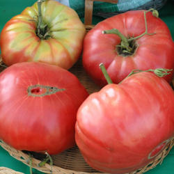 
 Photo Courtesy of Baker Creek Heirloom Seeds. Used with permissi
