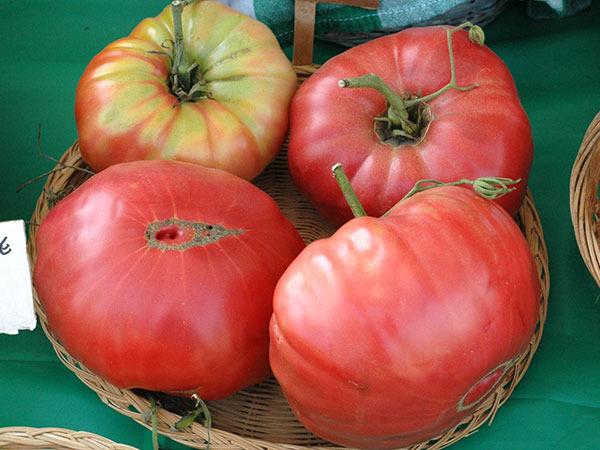 Photo of Tomato (Solanum lycopersicum 'Mortgage Lifter') uploaded by Joy
