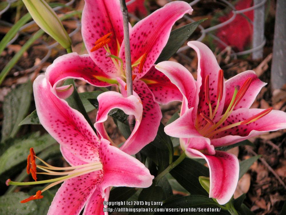 Photo of Oriental Lily (Lilium 'Star Gazer') uploaded by Seedfork