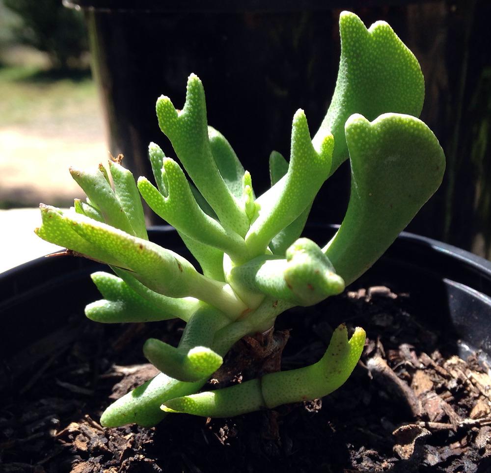 Photo of Elkhorn Plant (Rhombophyllum dolabriforme) uploaded by Sunlover