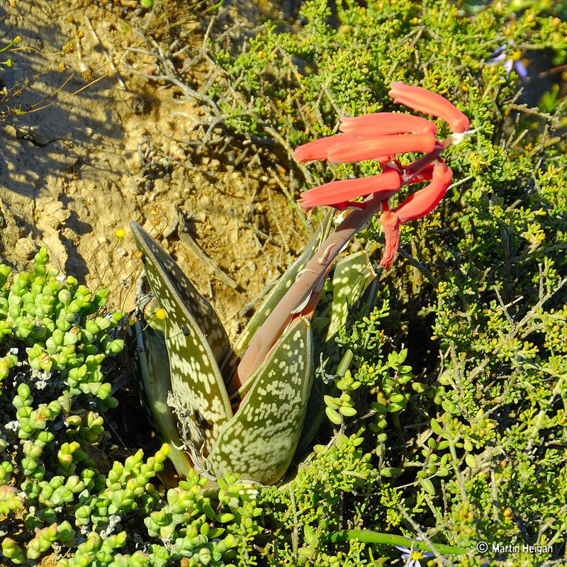 Photo of Partridge Breast Aloe (Gonialoe variegata) uploaded by admin