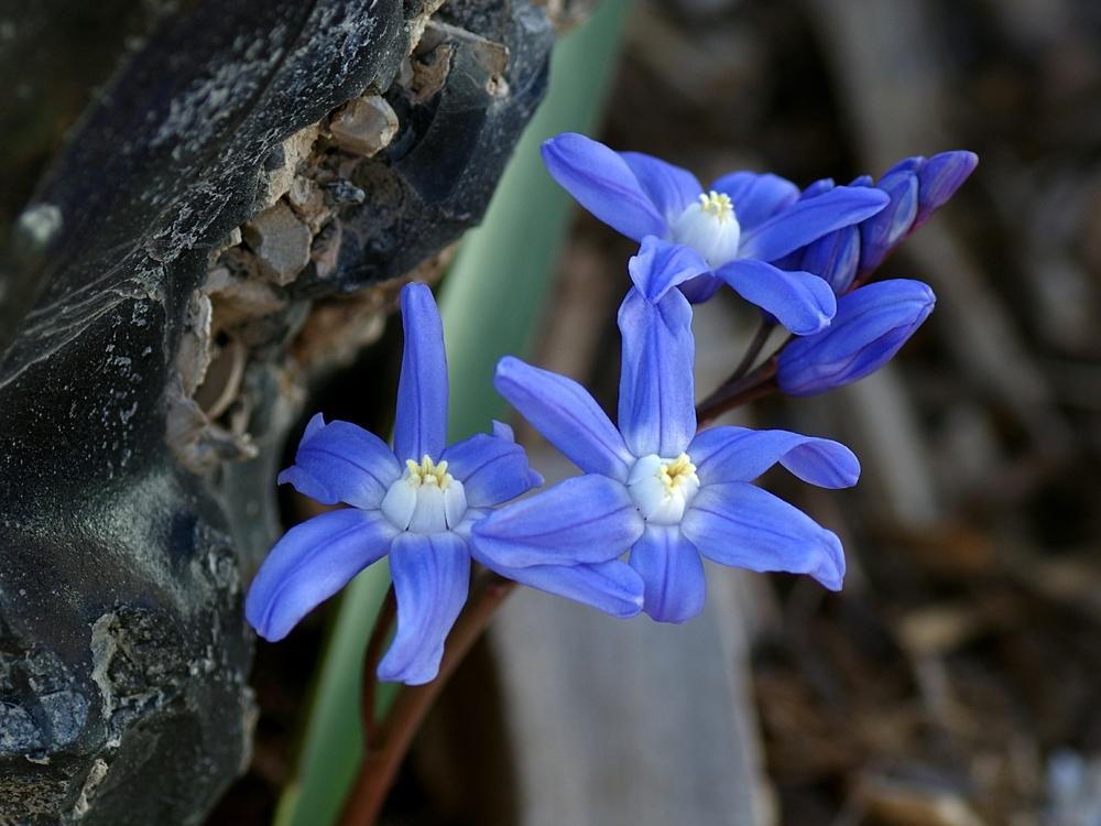 Photo of Turkish Glory of the Snow (Scilla sardensis) uploaded by dirtdorphins