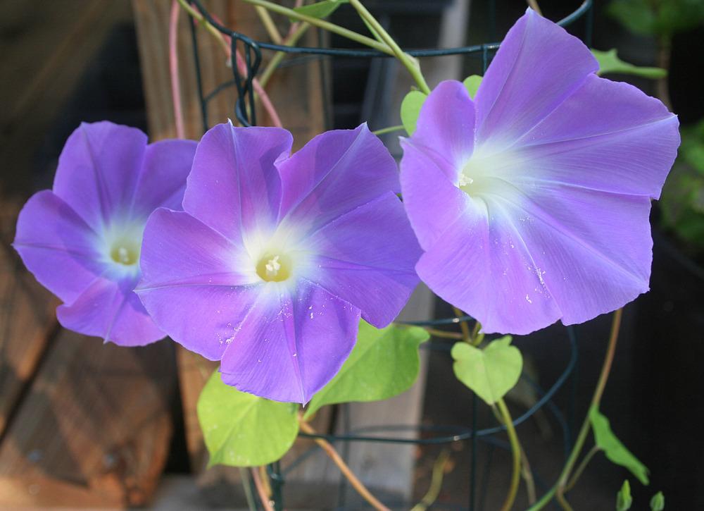 Photo of Morning Glory (Ipomoea tricolor 'Wedding Bells') uploaded by luvsgrtdanes